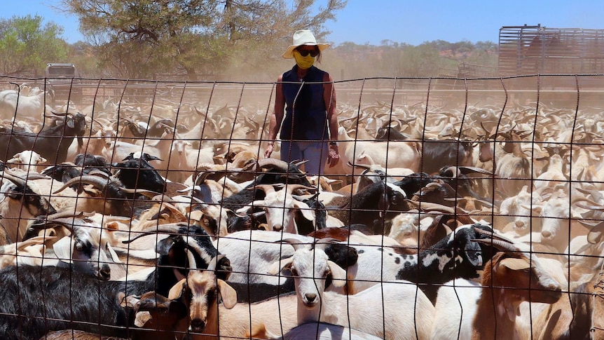A woman wearing a hat and mask across her mouth stands in a dusty yard of goats.