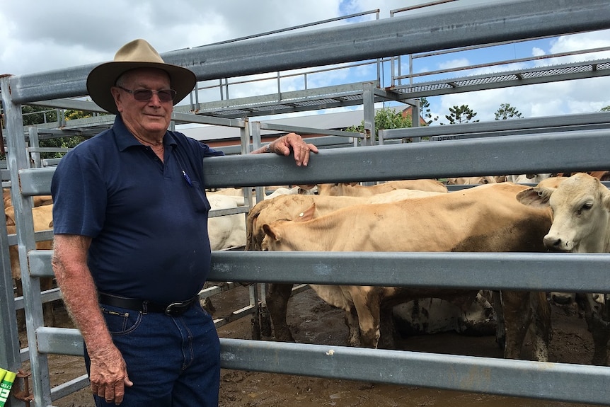 A man stands in front of a pen of cattle at a saleyard in Sarina