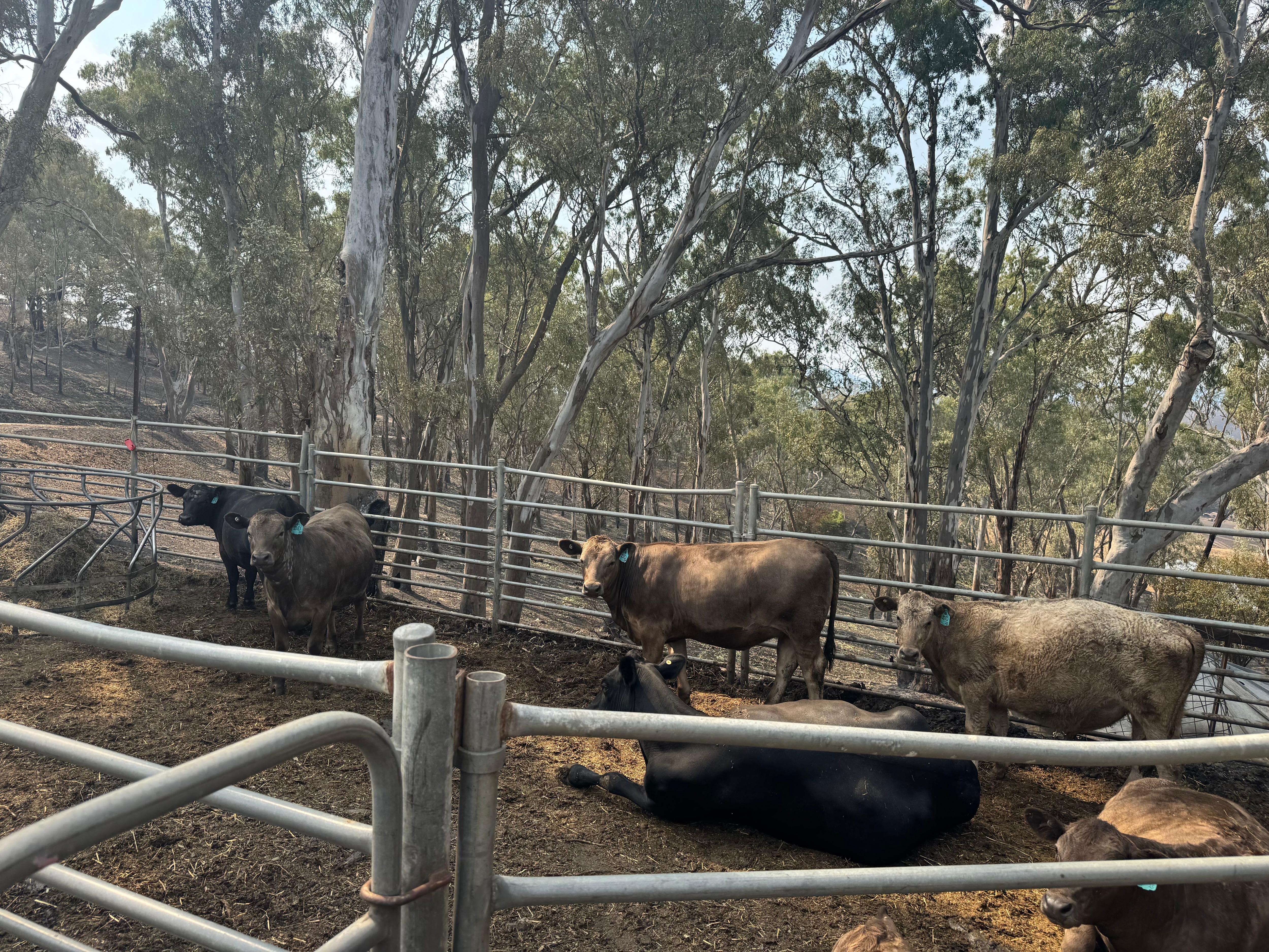Varias vacas están paradas en un prado.