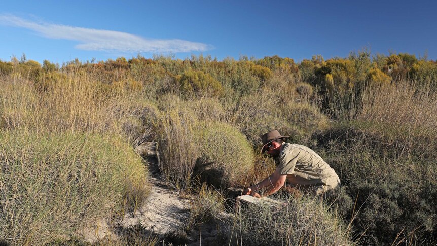 A bush ranger in the middle of scrub releasing a bird from inside a wooden box