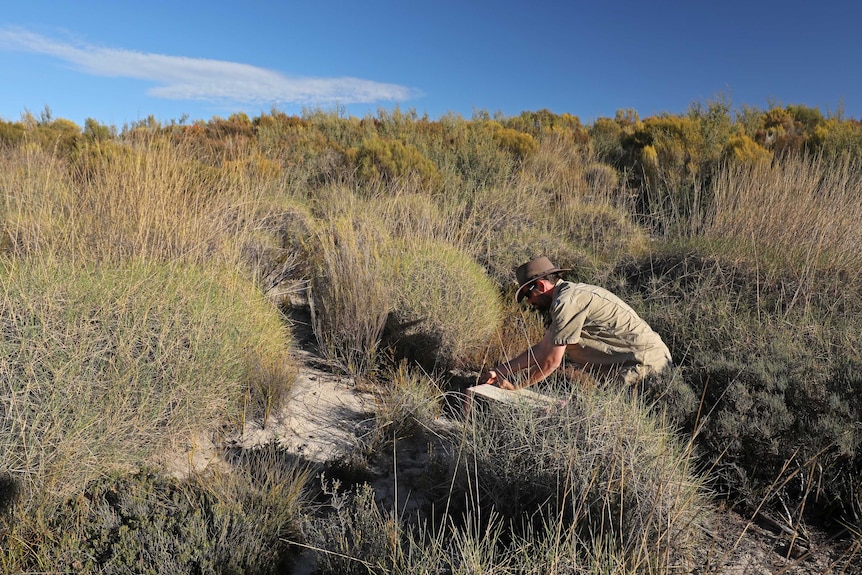 A bush ranger in the middle of scrub releasing a bird from inside a wooden box