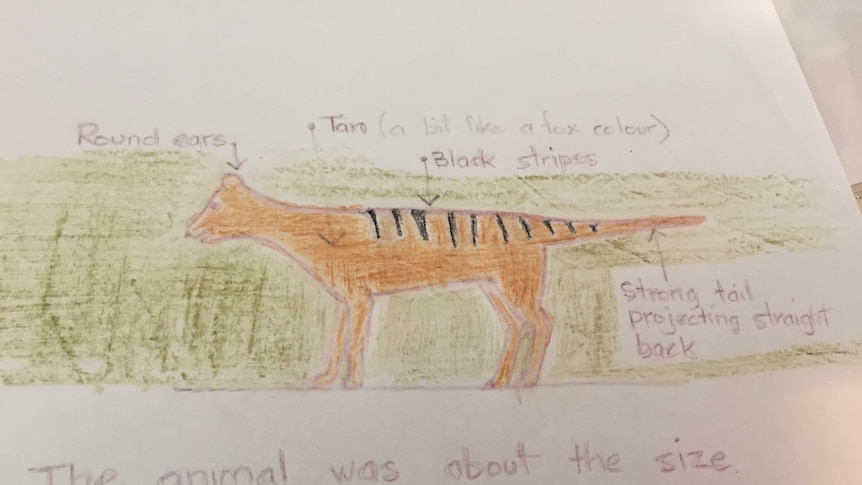 A sketch of a Tasmania Tiger