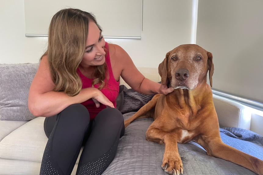 A woman pats a large dog on the couch