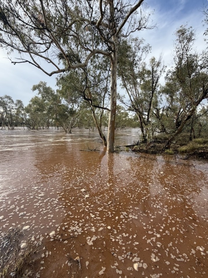 Flooding in an outback creek, with gumtrees in the background.