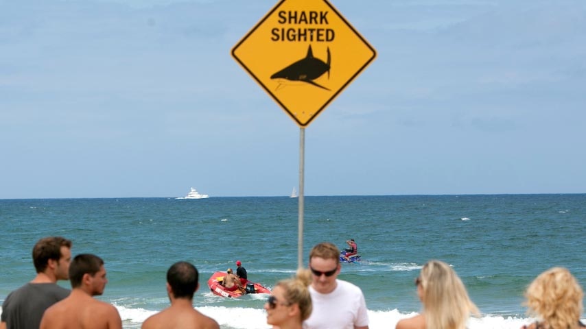 People on beach after shark sighting.