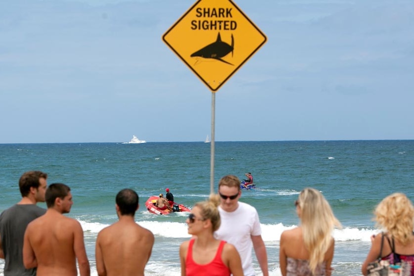 People on beach after shark sighting.