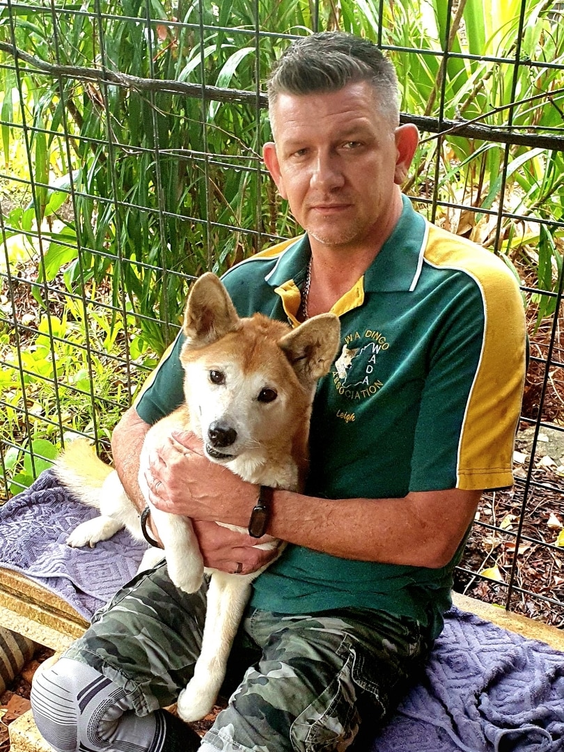 Dingoes around Broome 'may be destroyed' if they pose a public safety ...