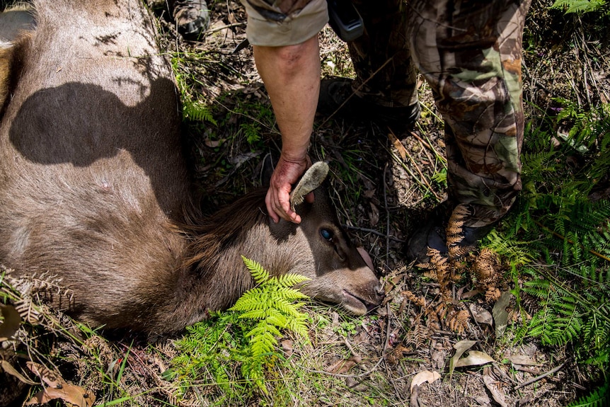 A hunter's shadow falls across the body of a deer shot during a cull, November 1, 2016.