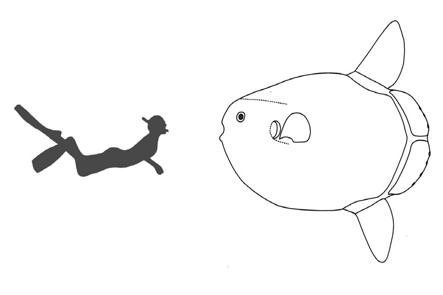 An illustration shows a hoodwinker sunfish next to diver.