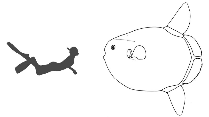 An illustration shows a hoodwinker sunfish next to diver.