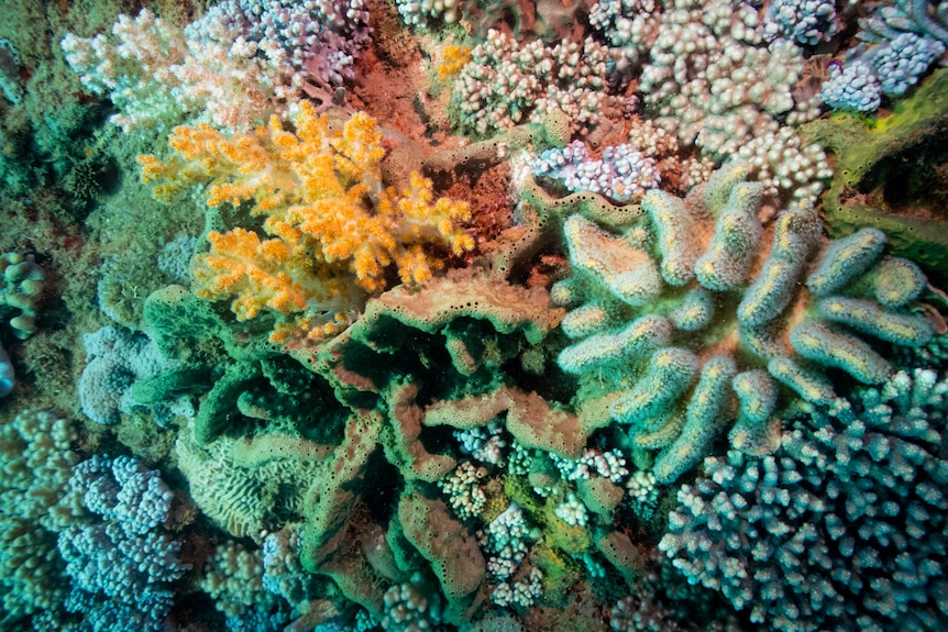 Several multi-coloured species of soft and hard coral close up on the ocean floor