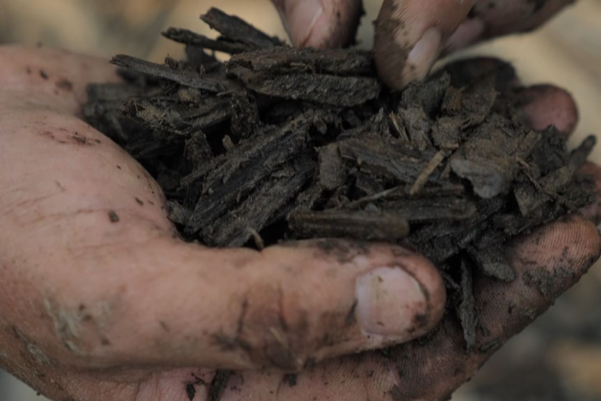 woodchips being held in someone's hand
