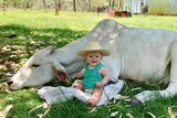 Large white brahman cow lies on grass with a small baby leaning against it
