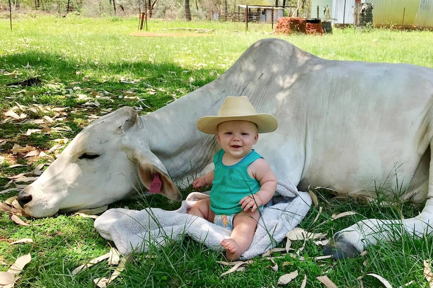 Large white brahman cow lies on grass with a small baby leaning against it