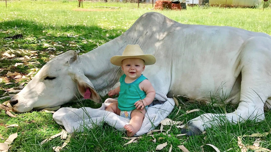 Large white brahman cow lies on grass with a small baby leaning against it