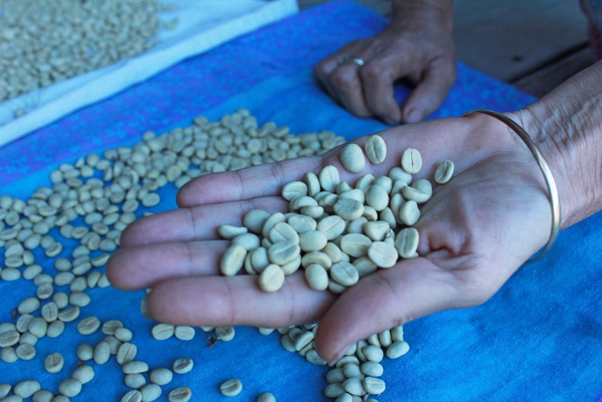 coffee beans in Ms Larkins hands