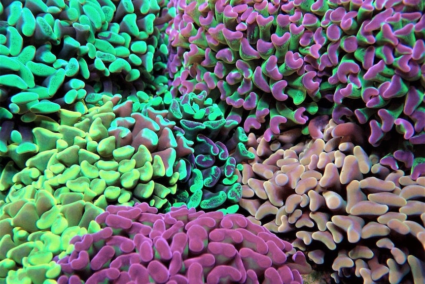 Multicoloured coral