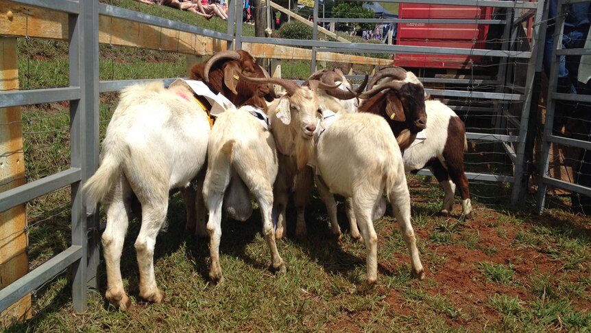 Six brown and white feral goats in a pen at the Comboyne Show.
