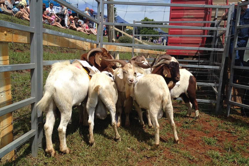 Six brown and white feral goats in a pen at the Comboyne Show.