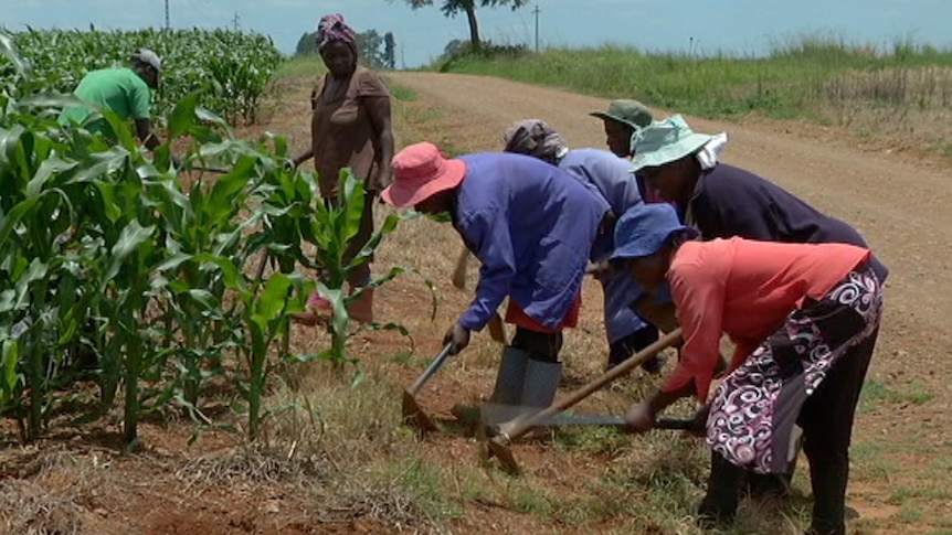 Seven farm workers dig into earth beside a tall maize crop.