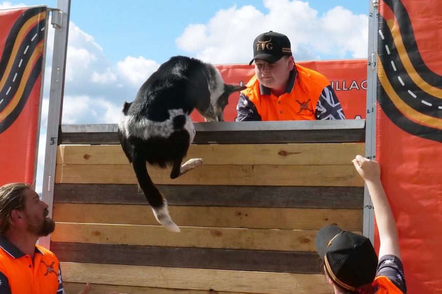 A dog jumping over a large wooden wall