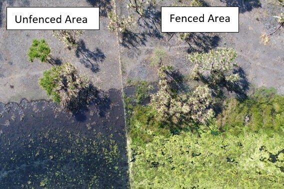 An aerial drone image shows the difference in vegetation recovery on both sides of the buffalo exclusion fence