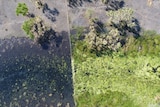 An aerial drone image shows the difference in vegetation recovery on both sides of the buffalo exclusion fence