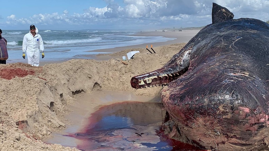 'Absolutely disgusting': Jaw hacked from 54-tonne sperm whale carcass on Ballina