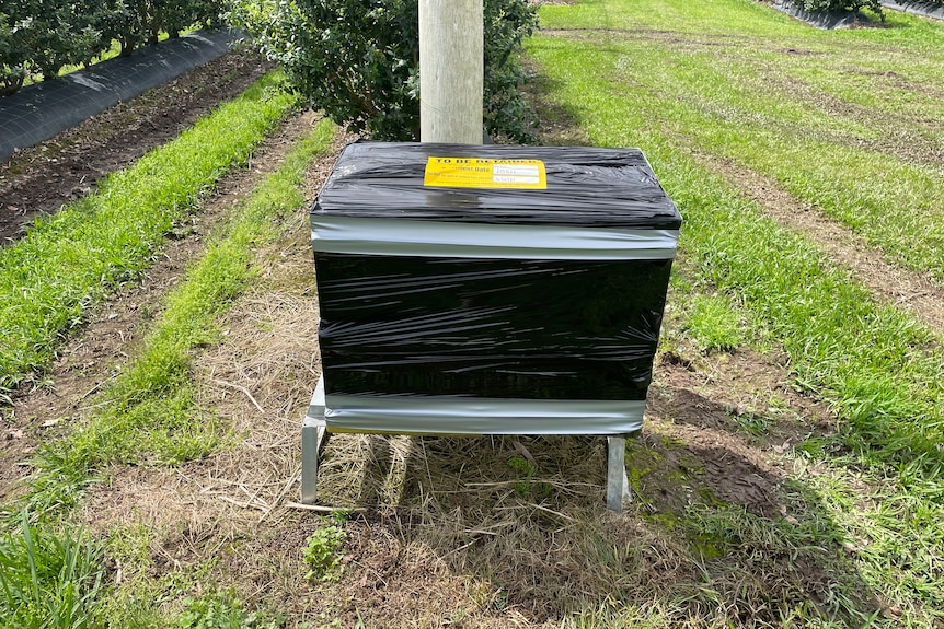 A bee hive wrapped in black plastic in a blueberry orchard.