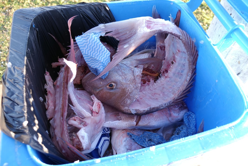 Déchets de vivaneau rose jetés dans une poubelle à roulettes.