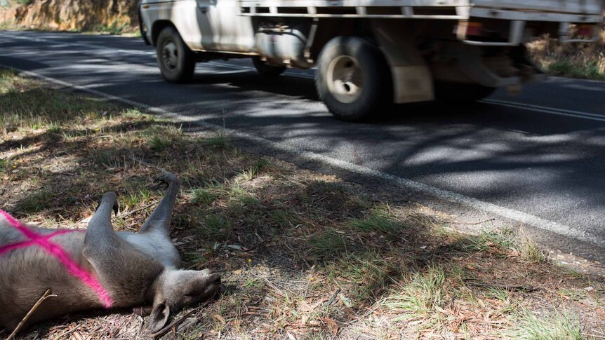 A roo lies dead on a roadside, marked with a pink cross, as a truck speeds past.