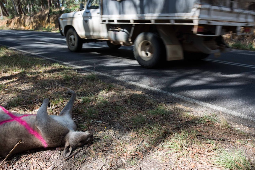 A roo lies dead on a roadside, marked with a pink cross, as a truck speeds past.