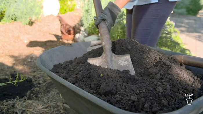 Spade being plunged into a wheelbarrow filled with soil