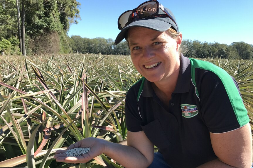 Jade King crouches in a pineapple patch with slow release fertiliser in her hand.  It looks like pot plant fertiliser.