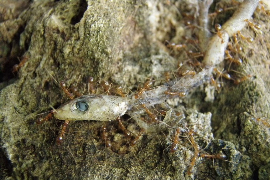 a small lizard being attacked by ants