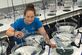 A woman wearing a blue top in a laboratory with equipment set up to feed coral