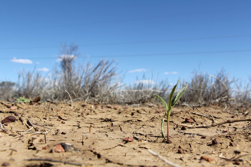 Drought stricken landscape around Longreach