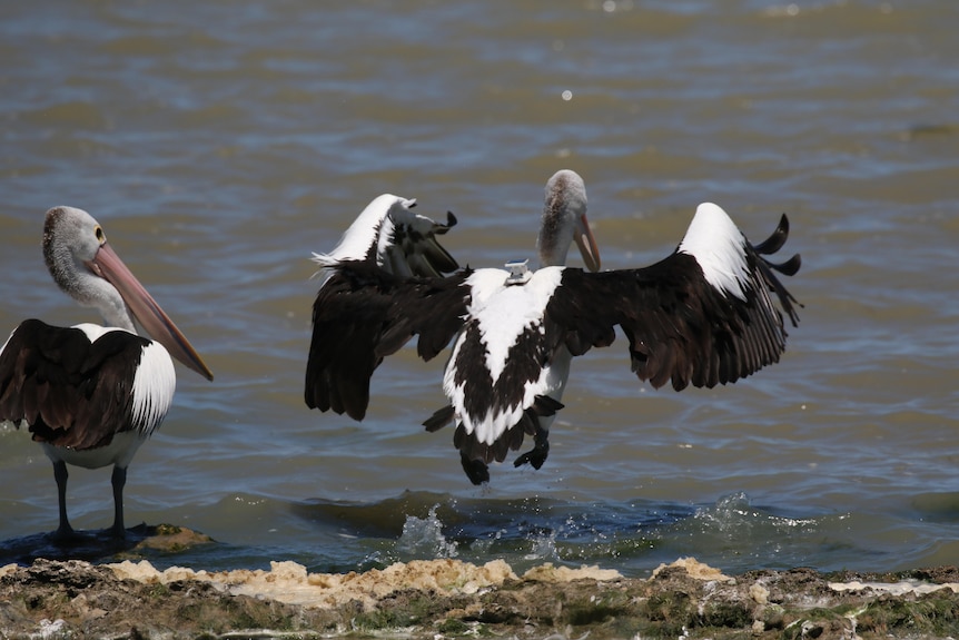 Two pelicans, one taking off with a solar panel backpack tracker.