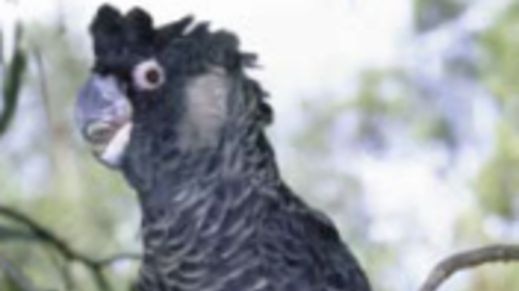 Carnaby's Black-Cockatoos, a species in decline and the target of researchers at a proposed new CRC in Newcastle.