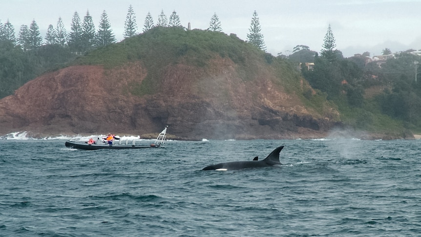Killer whales captured off the coast of Port Macquarie.