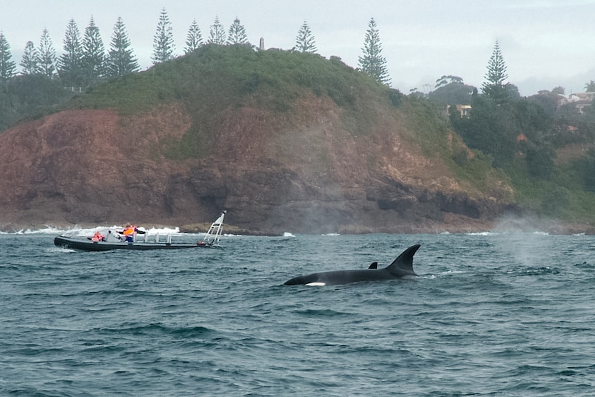 Killer whales captured off the coast of Port Macquarie