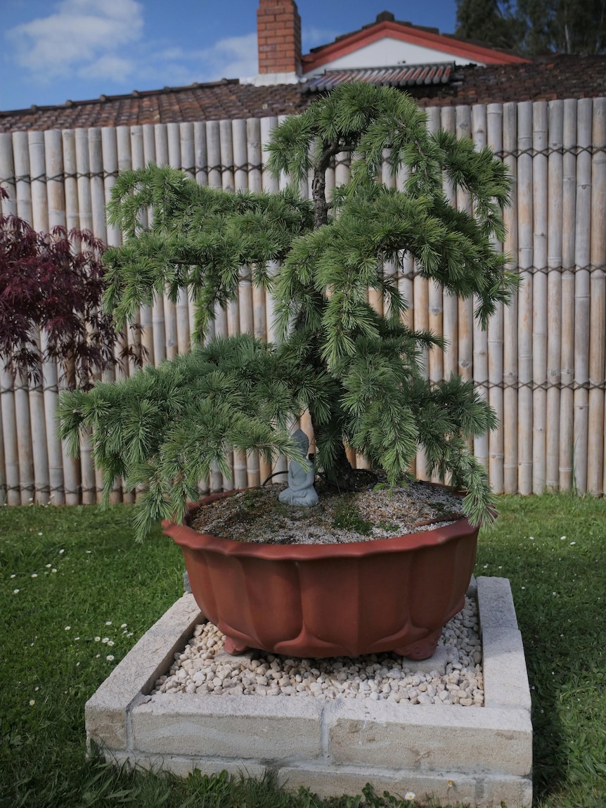 A bonsai pine tree in a large dark red pot.