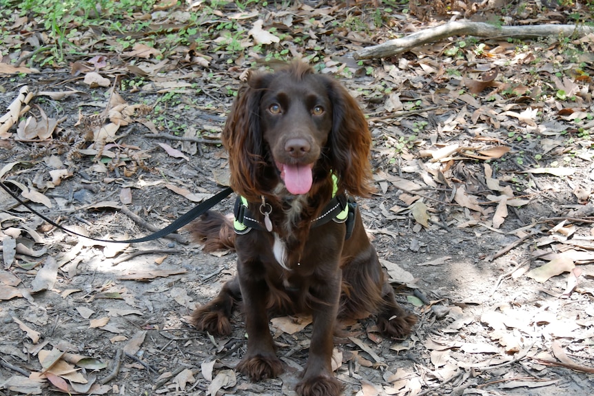 A brown Cocker Spanial wearing a harness sitting in bushland