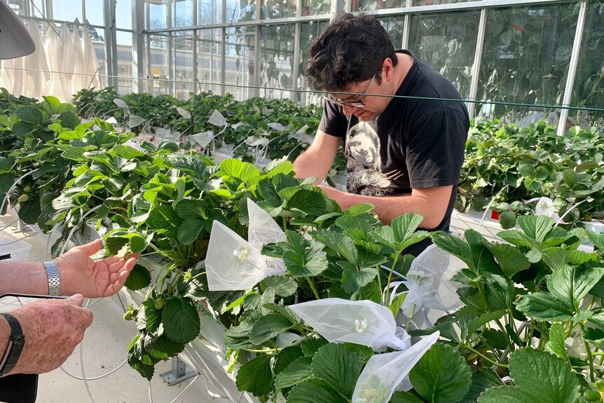 A pale-skinned man wearing glasses and a black t-shirt looks handles strawberry plants in a glasshouse.