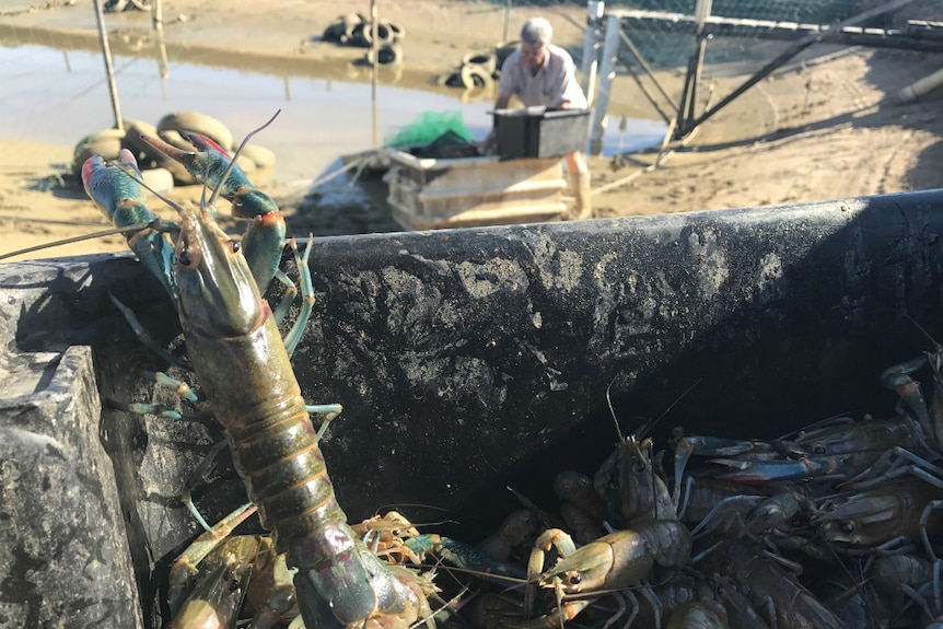 A tub of redclaw crayfish in the foreground with Andrew Gosbell further down in the dam.