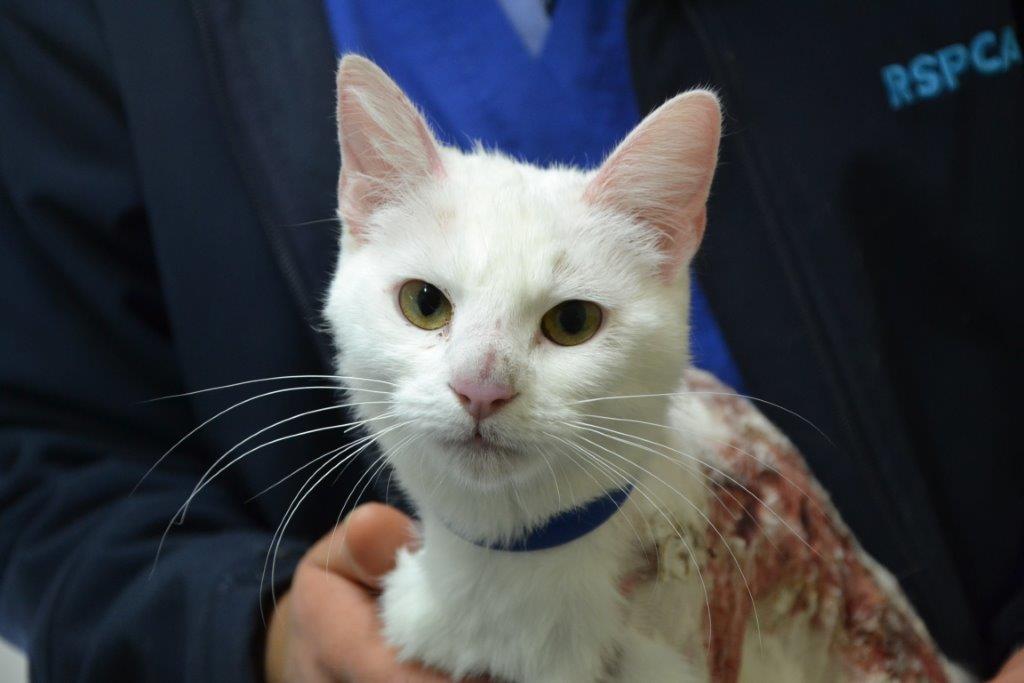 New York City cat renamed Hugh Jackman after Wolverine Daily Mail Online