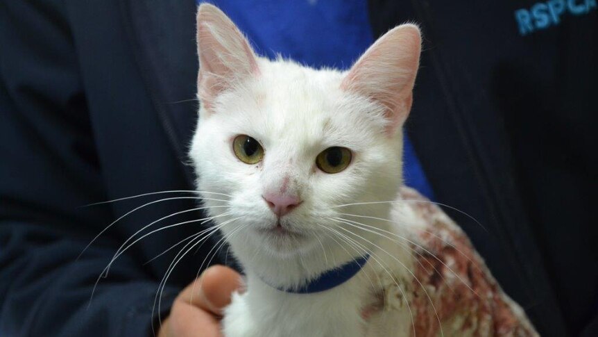 A cat dumped at the doors of the RSPCA that suffered severe burns on 20 August 2015