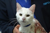 A cat dumped at the doors of the RSPCA that suffered severe burns on 20 August 2015