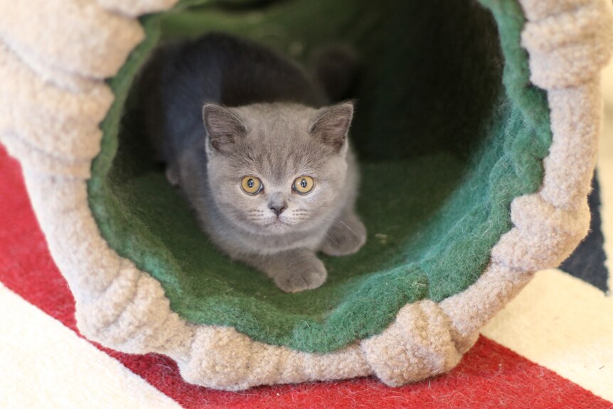 A small grey cat in a fabric tunnel.