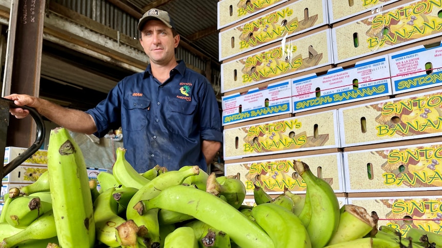 A man looks at the camera with discarded bananas